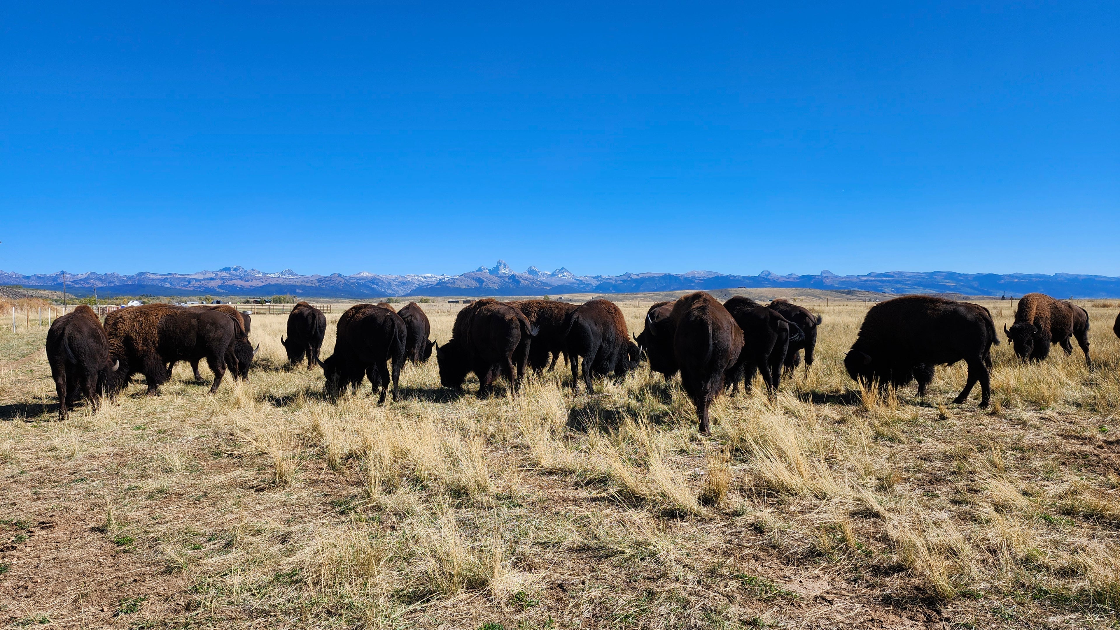 Buffalo grazing under blue sky at OK Ranch with tetons in the background